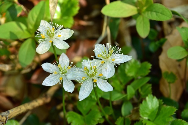南蔵王の春花便り