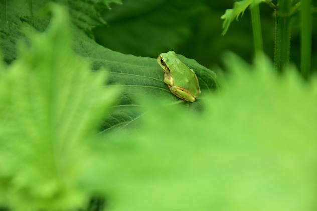 ツバメのヒナ