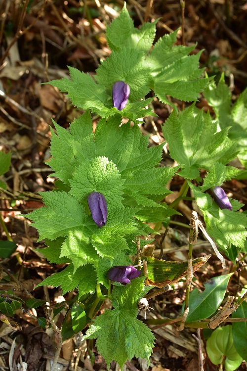 南蔵王の春花便り