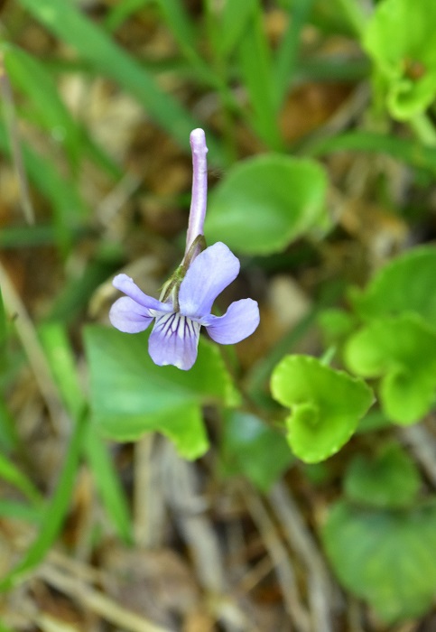 南蔵王の春花便り