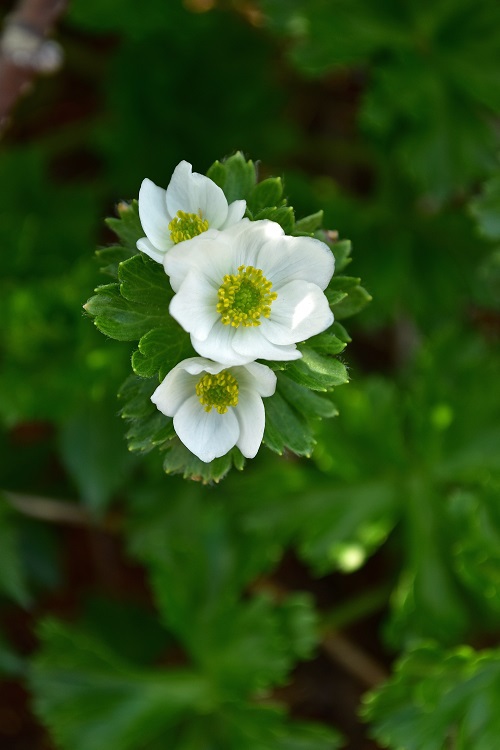南蔵王の春花便り