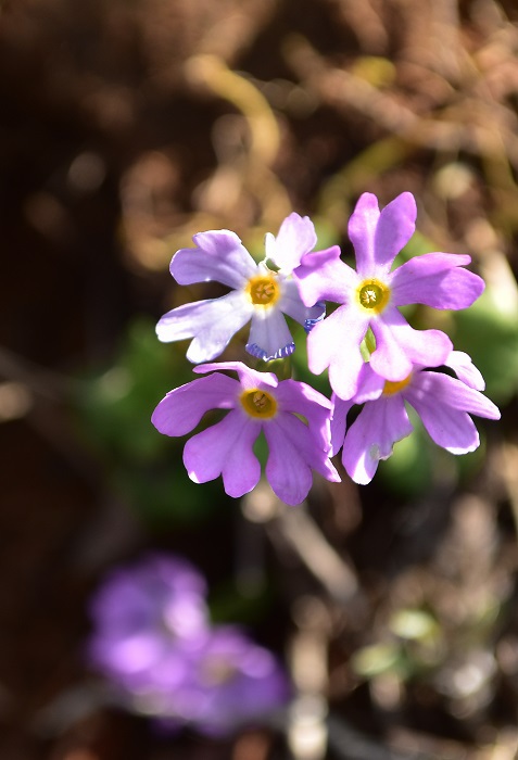 南蔵王の春花便り