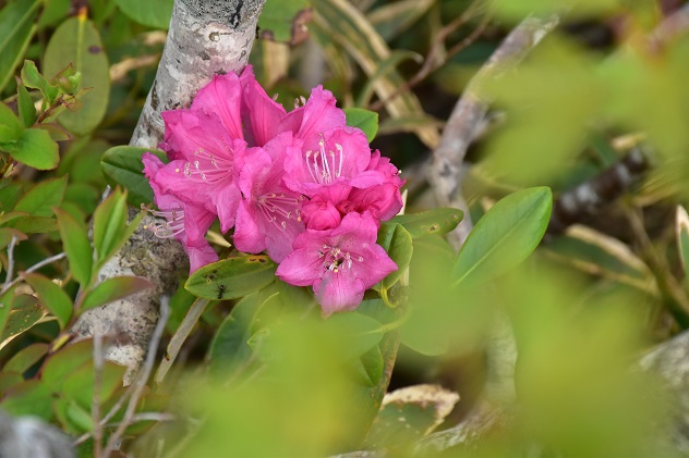 南蔵王の春花便り