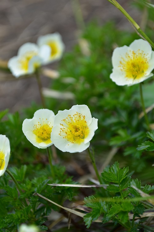 南蔵王の春花便り