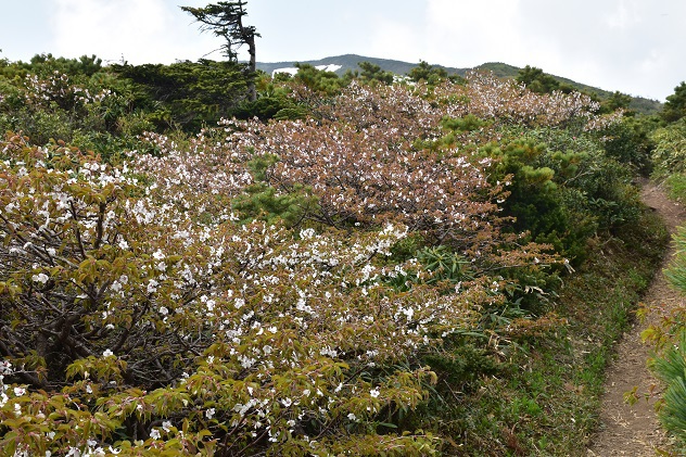 南蔵王の春花便り　後半