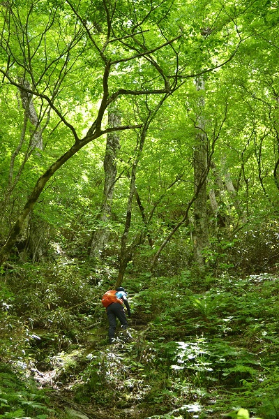 クリンソウに導かれた大滝根山