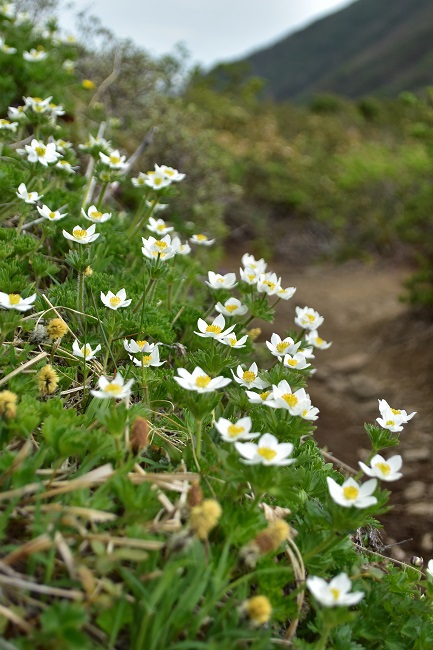南蔵王の春花便り　後半
