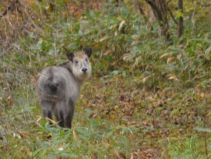 紅葉と岩が絶妙in霊山
