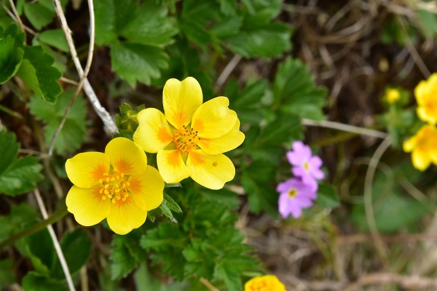 南蔵王の春花便り　後半