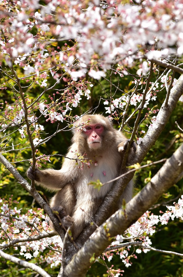 桜と猿
