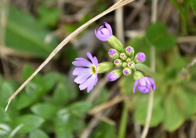 南蔵王の春花便り　後半
