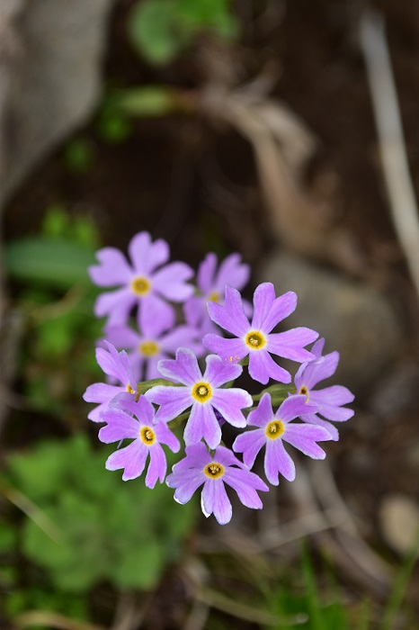 南蔵王の春花便り　後半