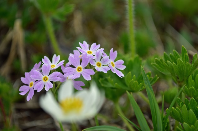 南蔵王の春花便り　後半
