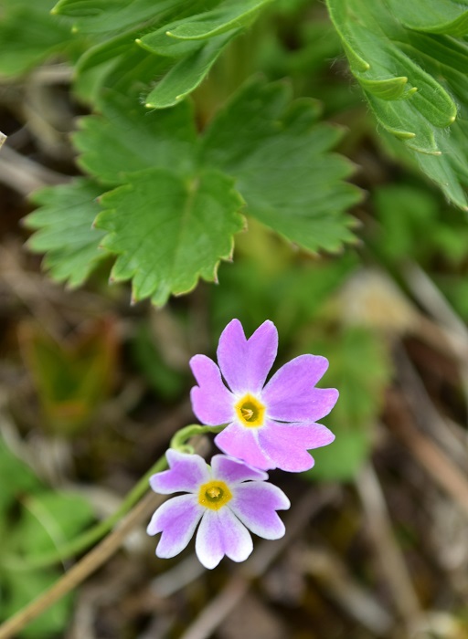 南蔵王の春花便り　後半