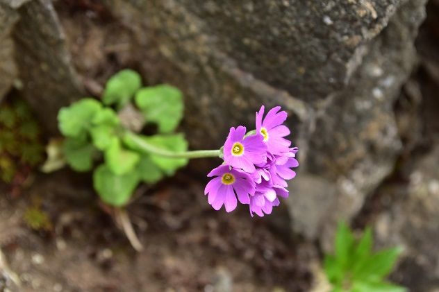 南蔵王の春花便り　後半