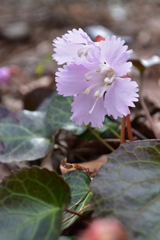 蛤山と青麻山の代表する春花