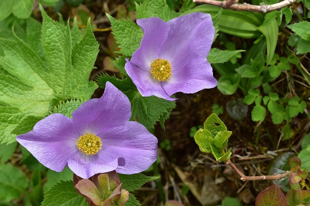 南蔵王の春花便り　後半