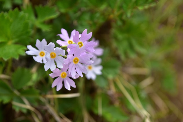 南蔵王の春花便り　後半