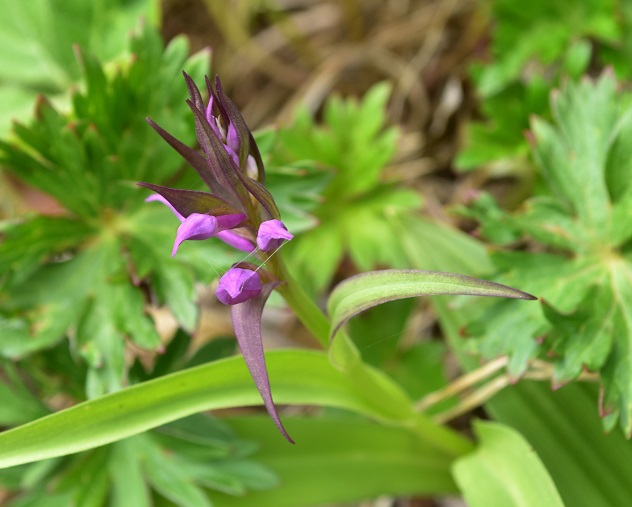 南蔵王の春花便り　後半