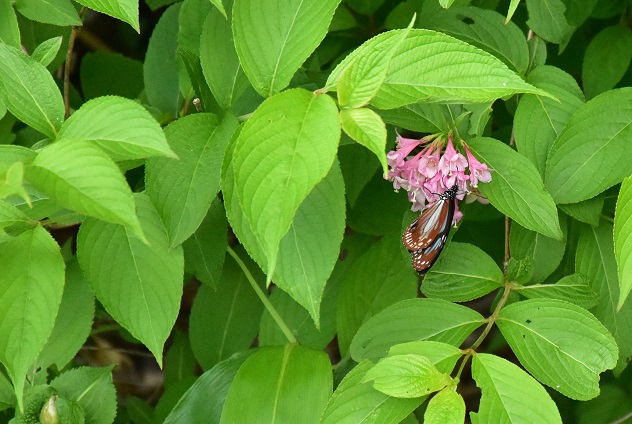 南蔵王の春花便り　後半