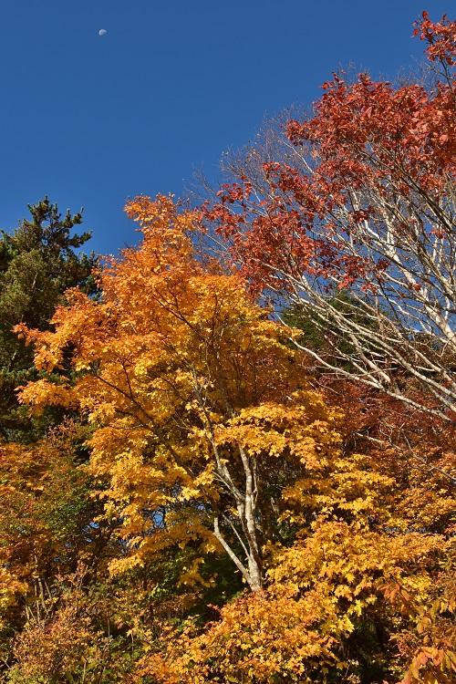 紅葉絶景　吾妻スカイライン