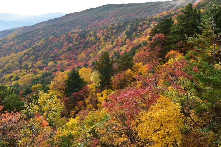 紅葉絶景　吾妻スカイライン