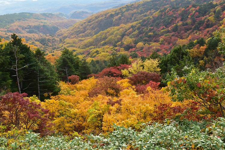 紅葉絶景　吾妻スカイライン