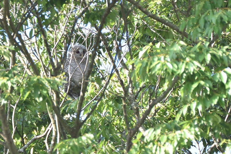 八幡フクロウ雛　行動範囲が広くなってきた