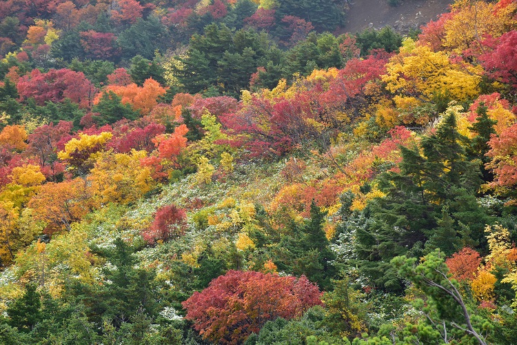 紅葉絶景　吾妻スカイライン