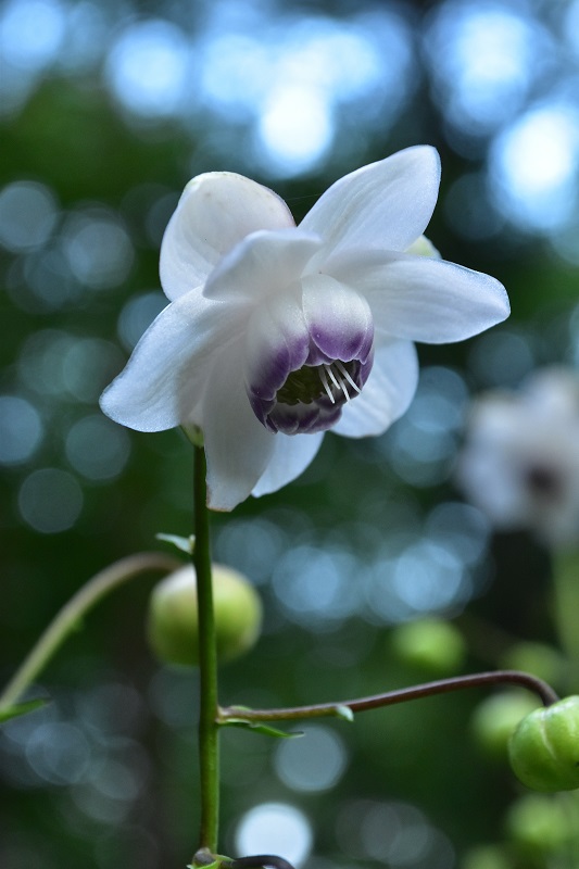 心に残る風景がここにあります 夏の花の風物 レンゲショウマ