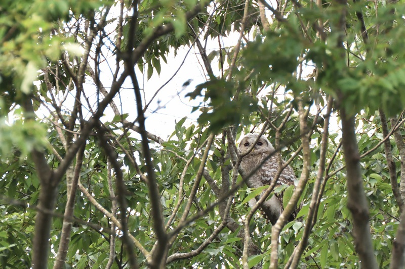 八幡フクロウ雛　行動範囲が広くなってきた
