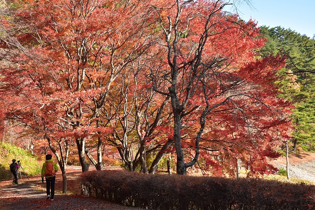 秋惜しむ半田山自然公園