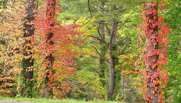 紅葉絶景　吾妻スカイライン