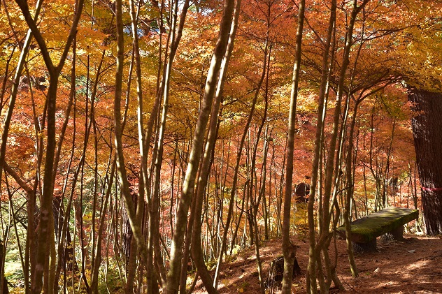 秋惜しむ半田山自然公園