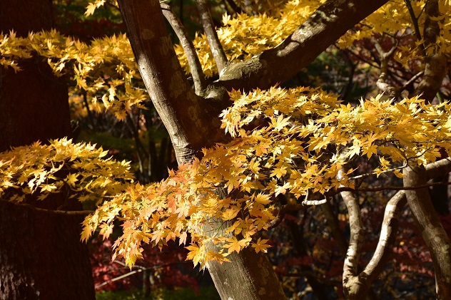 秋惜しむ半田山自然公園