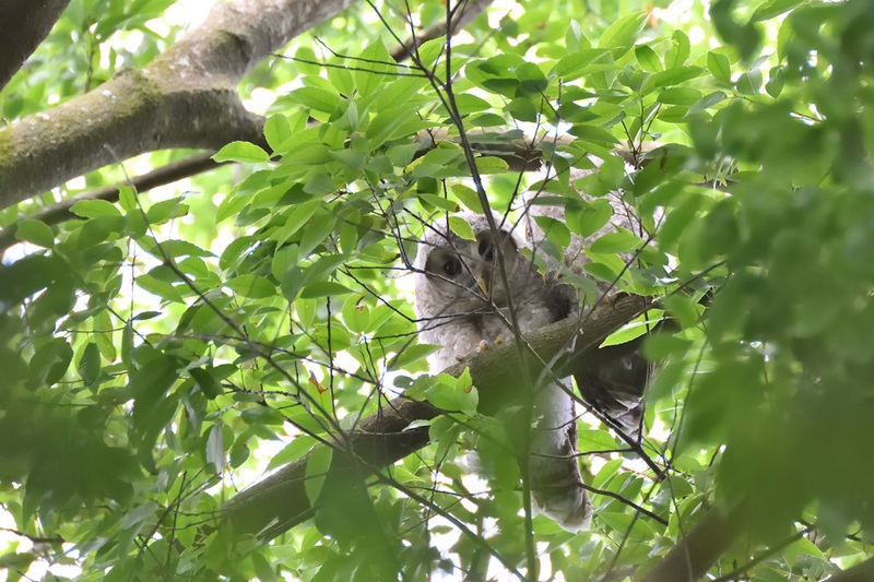 八幡フクロウ雛　旅立ち
