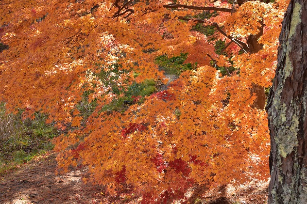 秋惜しむ半田山自然公園