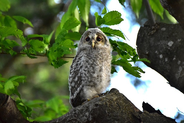 フクロウの雛3