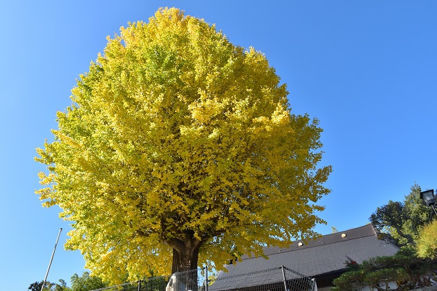 秋惜しむ半田山自然公園