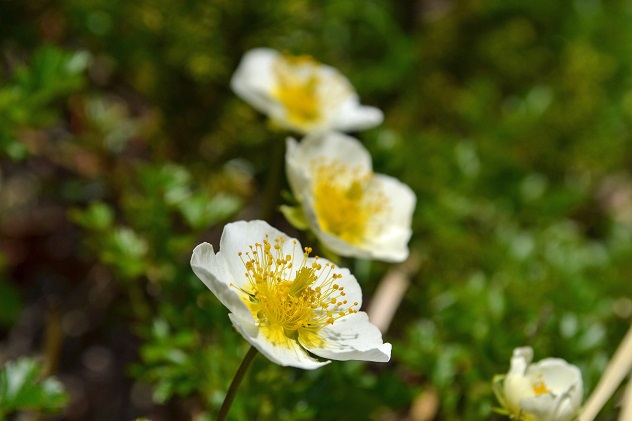 初夏に咲く南蔵王の花