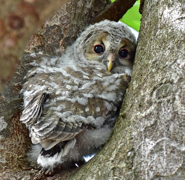 梁川八幡神社のフクロウのヒナ　2021　ダイジェスト版