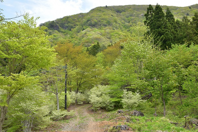 霊山が新緑に包まれる