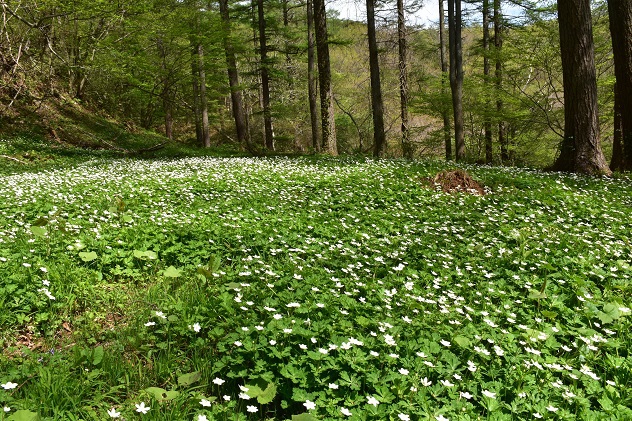 霊山が新緑に包まれる