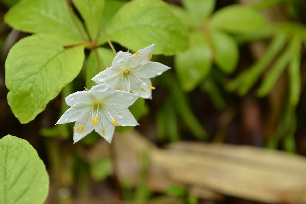悪天候だからこそ南蔵王の花に会いに行く