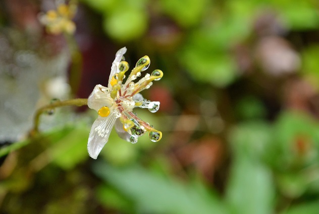 悪天候だからこそ南蔵王の花に会いに行く