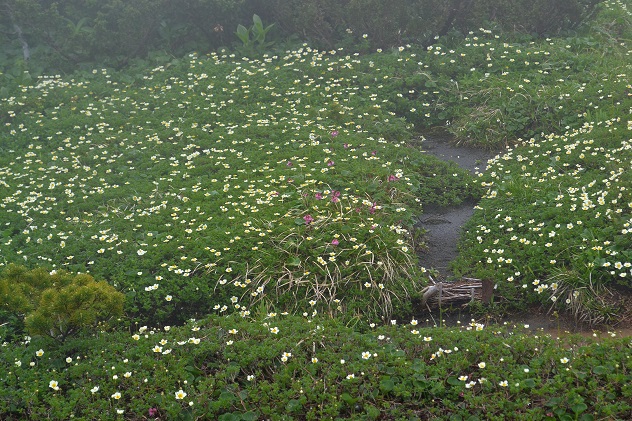 悪天候だからこそ南蔵王の花に会いに行く