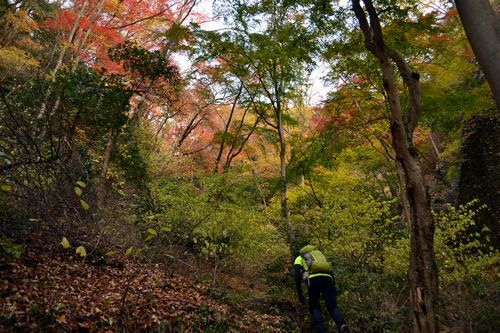 モミジ、もみじ、紅葉♪の奥久慈男体山　縦走路