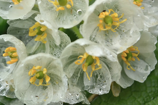 悪天候だからこそ南蔵王の花に会いに行く