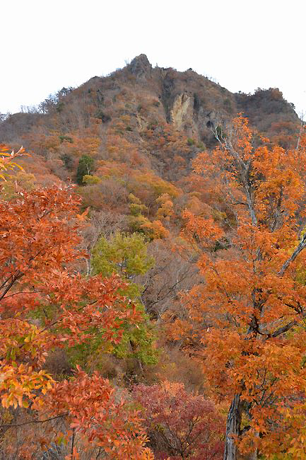 モミジ、もみじ、紅葉♪の奥久慈男体山　縦走路