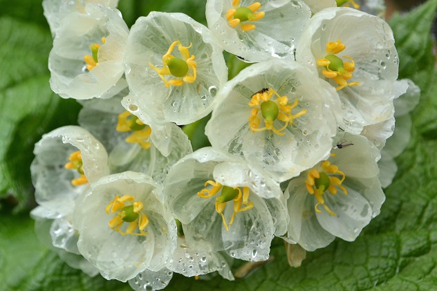 悪天候だからこそ南蔵王の花に会いに行く